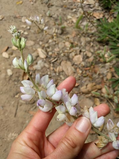 Lupinus longifolius, photographed by Amy