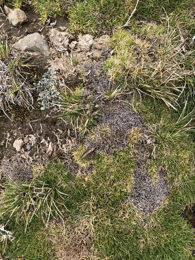 Aciachne pulvinata, photographed by Antonio W. Salas