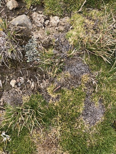 Aciachne pulvinata, photographed by Antonio W. Salas
