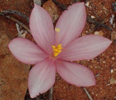 Gethyllis linearis, photographed by Nicola van Berkel
