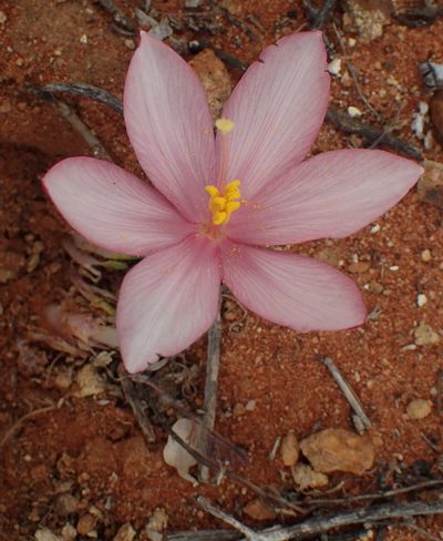 Gethyllis linearis, photographed by Nicola van Berkel