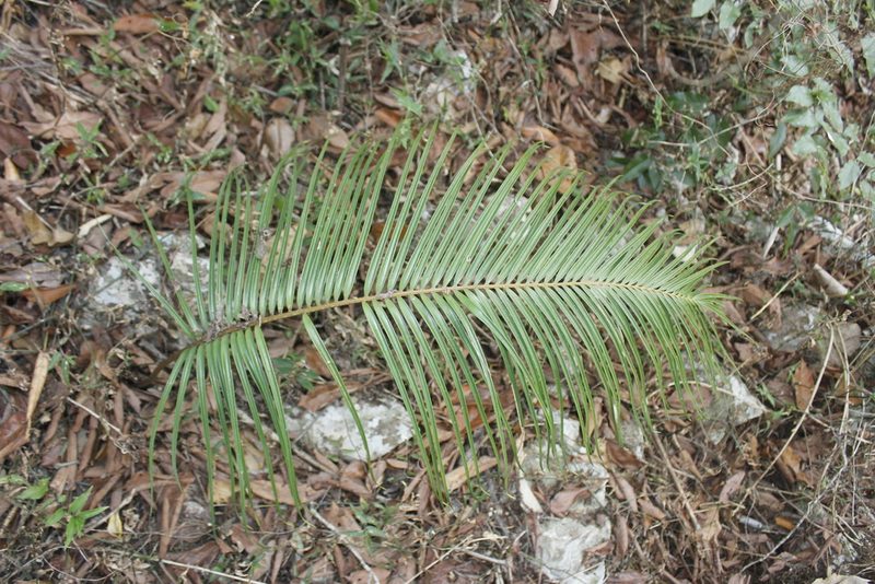 Ceratozamia kuesteriana, photographed by Juan Cruzado Cortés