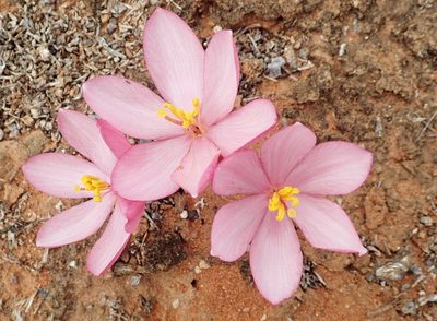 Gethyllis linearis, photographed by Nicola van Berkel