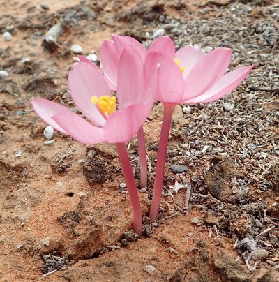 Gethyllis linearis, photographed by Nicola van Berkel