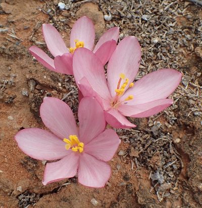 Gethyllis linearis, photographed by Nicola van Berkel