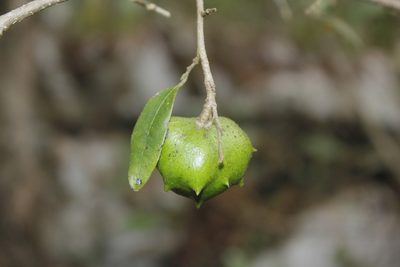 Annona globiflora, photographed by Juan Cruzado Cortés