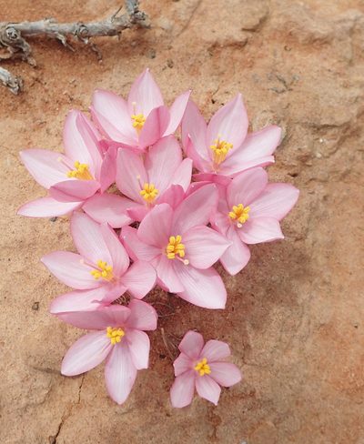 Gethyllis linearis, photographed by Nicola van Berkel