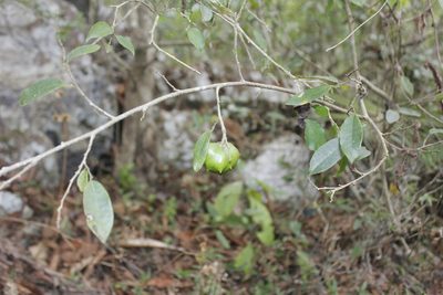 Annona globiflora, photographed by Juan Cruzado Cortés