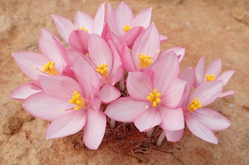 Gethyllis linearis, photographed by Nicola van Berkel
