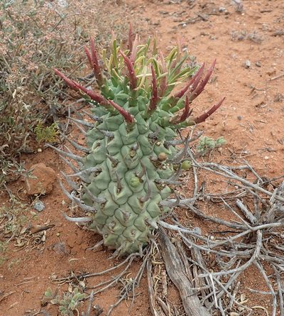 Euphorbia schoenlandii, photographed by Nicola van Berkel