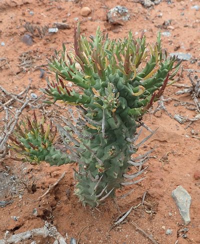 Euphorbia schoenlandii, photographed by Nicola van Berkel