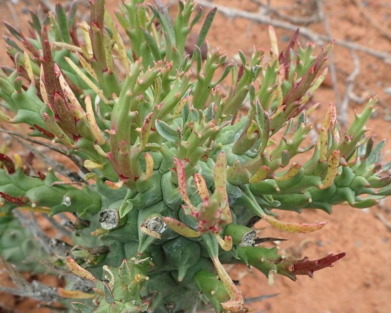 Euphorbia schoenlandii, photographed by Nicola van Berkel