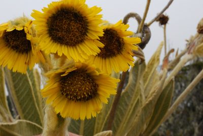 Espeletia frontinoensis, photographed by desertnaturalist