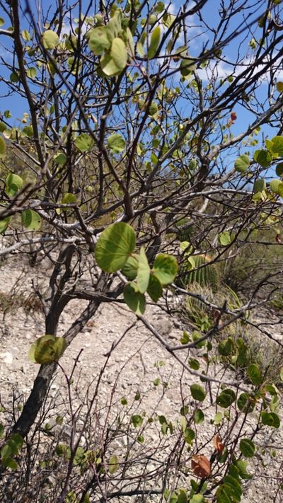 Senegalia crassifolia, photographed by Sandino Guerrero