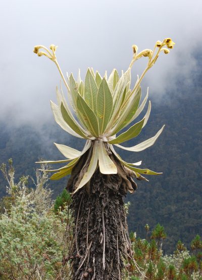 Espeletia frontinoensis, photographed by desertnaturalist