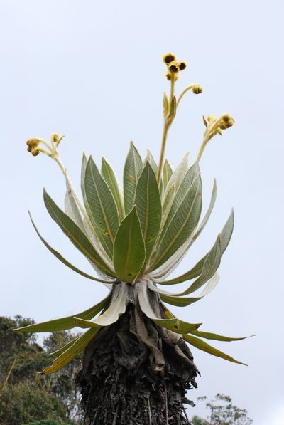 Espeletia frontinoensis, photographed by desertnaturalist