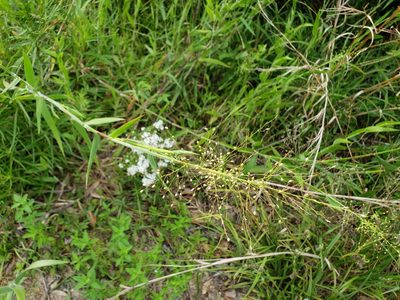 Dichanthelium scoparium, photographed by Tyler Bishop
