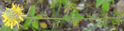 Dalea aurea, photographed by saltyhiker