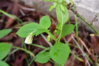 Lycianthes ciliolata, photographed by Neptalí Ramírez Marcial