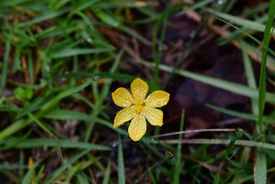 Sisyrinchium tenuifolium, photographed by Neptalí Ramírez Marcial