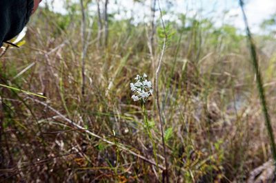 Platanthera nivea, photographed by Adam Pitcher