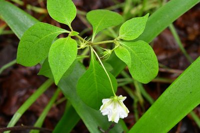 Lycianthes ciliolata, photographed by Neptalí Ramírez Marcial