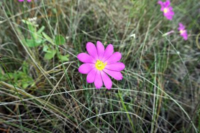 Sabatia decandra, photographed by Adam Pitcher