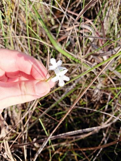Elytraria caroliniensis, photographed by Adam Pitcher