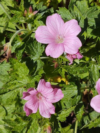 Geranium endressii, photographed by Tina Ellegaard Poulsen