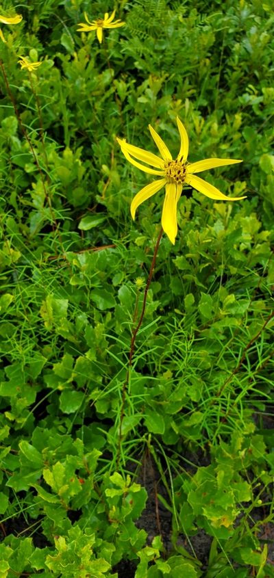 Phoebanthus tenuifolius, photographed by Laura Gaudette