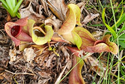 Sarracenia rosea, photographed by Laura Gaudette