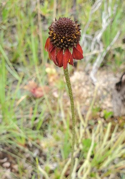Rudbeckia graminifolia, photographed by Laura Gaudette