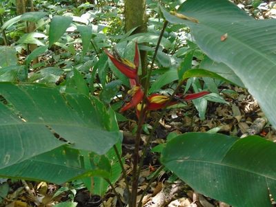 Heliconia tortuosa, photographed by Lena Struwe