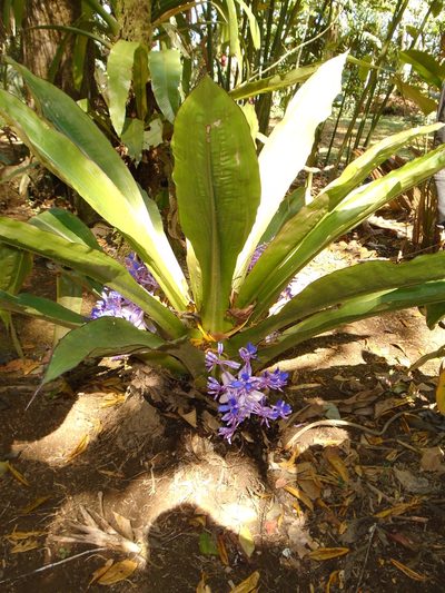 Cochliostema odoratissimum, photographed by Lena Struwe