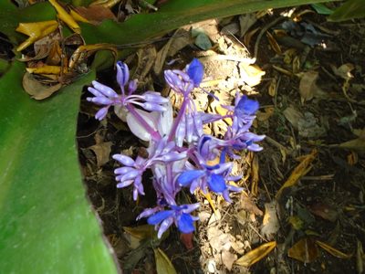 Cochliostema odoratissimum, photographed by Lena Struwe
