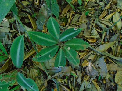 Costus laevis, photographed by Lena Struwe