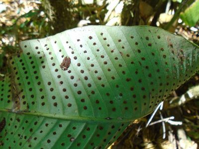 Niphidium crassifolium, photographed by Lena Struwe