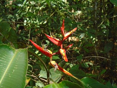 Heliconia tortuosa, photographed by Lena Struwe