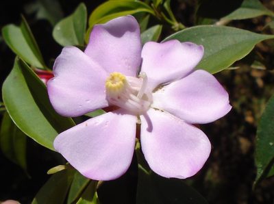 Blakea litoralis, photographed by Lena Struwe