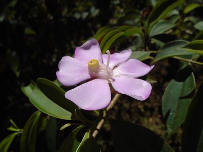 Blakea litoralis, photographed by Lena Struwe