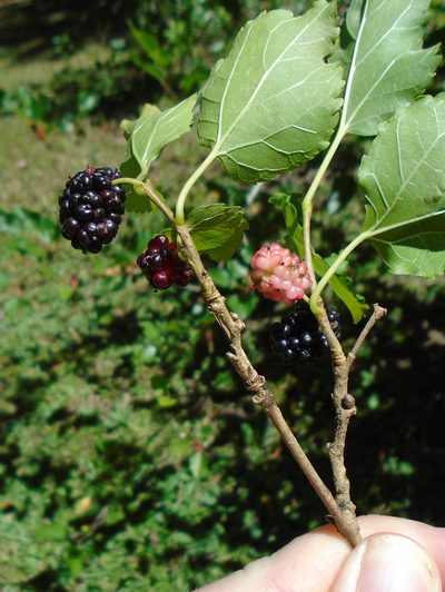 Morus nigra, photographed by Lena Struwe
