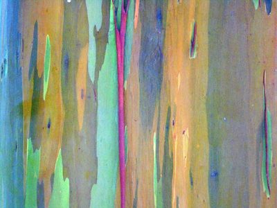 Eucalyptus deglupta, photographed by Lena Struwe