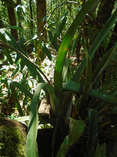 Aechmea dactylina, photographed by Lena Struwe