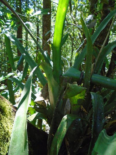 Aechmea dactylina, photographed by Lena Struwe