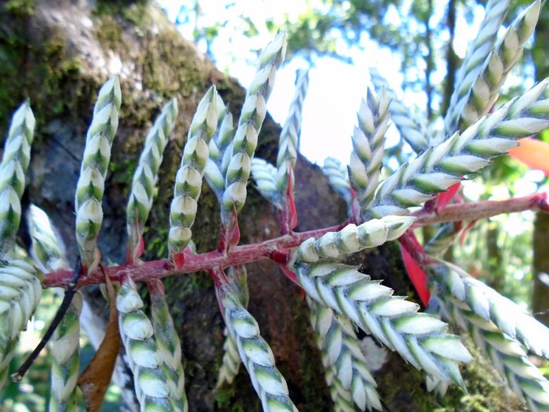 Aechmea dactylina, photographed by Lena Struwe