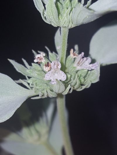 Pycnanthemum floridanum, photographed by Alex Abair