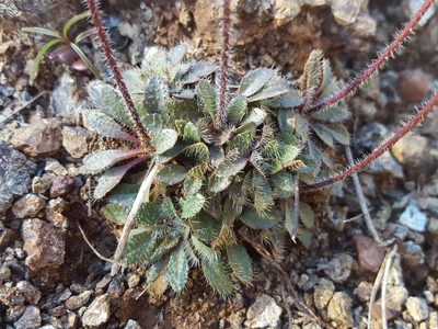Arabis aculeolata, photographed by Alex Abair