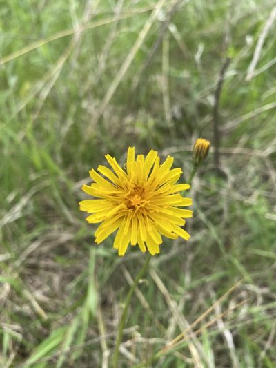 Crepis runcinata, photographed by Owen McElroy