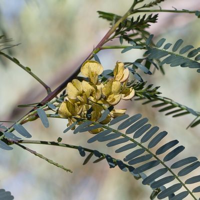 Sesbania benthamiana, photographed by Kym Nicolson