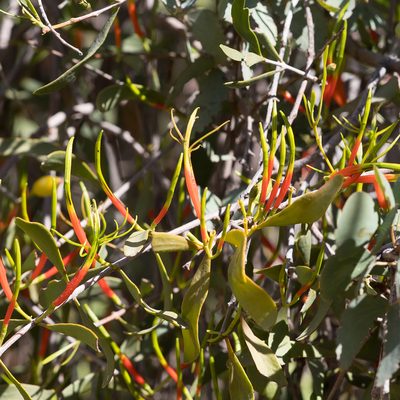 Lysiana subfalcata, photographed by Kym Nicolson
